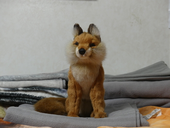 Unnamed 1 (Red Fox, Hansa)